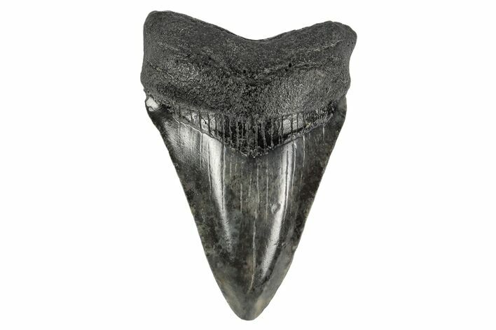 Juvenile Megalodon Tooth - South Carolina #168179